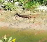 Observa cocodrilo a orillas del canal Rodhe