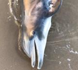 Aparece Delfín muerto a orillas de playa Bagdad