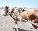 Rescatarán a caballos y burros