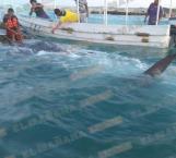 Rescatan tiburón-ballena en puerto de Matamoros