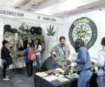 Proponen legalizar cultivo de cannabis