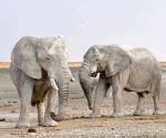 Rescatan a 600 elefantes que viven en sequía en Zimbabue