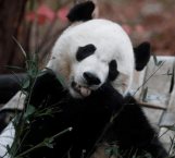 Deporta Estados Unidos a un Panda a China