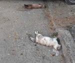 Condenan matanza de gatos en la capital del estado
