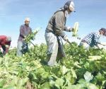 Otorgarían ciudadanía a empleados agrícolas