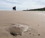 Alerta bañistas, aparecen medusas a la orilla de la Playa Miramar