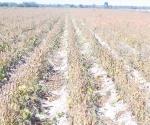 Dudas de rentabilidad en siembra de sorgo y maíz