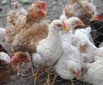 Les llueve sobre mojado, ahora hay gripe  aviar en China