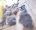 Deja ocho muertos tiroteo en Huetamo