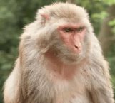 Infectan a 18 monos con coronavirus en busca de una vacuna