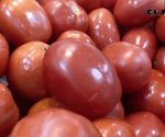 Baja precio de tomate