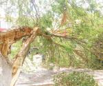 Fuertes vientos derribaron ramas, árboles y cableados