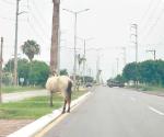 Peligro en la carretera; siguen caballos sueltos