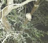 Encuentran cráneo en ramas de árbol