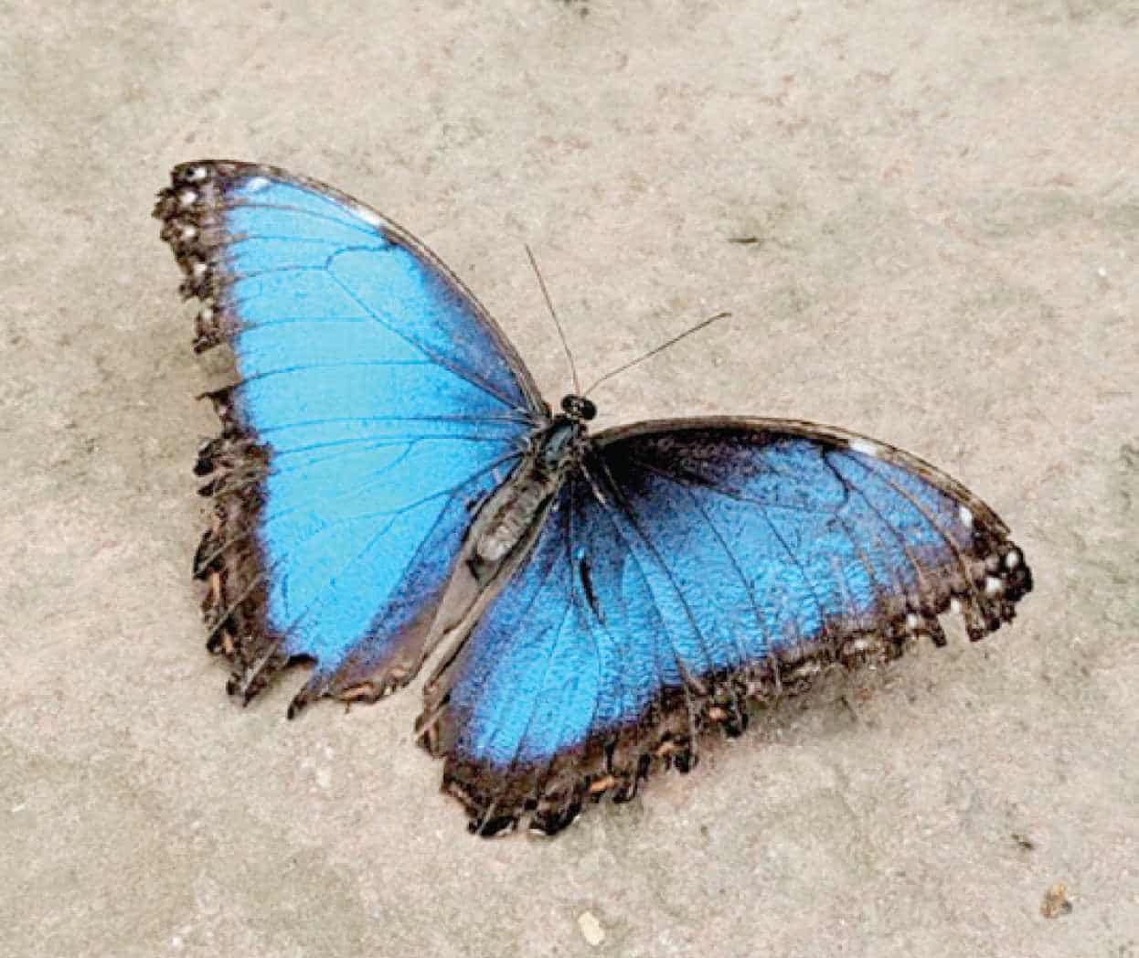 Sintético 93+ Foto como se llaman las mariposas azules Alta definición completa, 2k, 4k