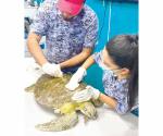 Rehabilitan a las tortugas marinas