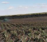 Empiezan trillas de sorgo en Cruillas