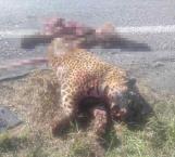 Muere jaguar atropellado