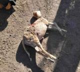 Perros matan a borregas en el Ejido 6 de Enero