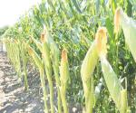Prohibir maíz transgénico beneficia grano nacional