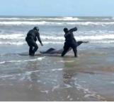 Policías rescatan delfín varado en playa de Matamoros