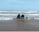Rescata Policía Estatal a delfín varado en playa de Matamoros