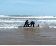 Rescata Policía Estatal a delfín varado en playa de Matamoros