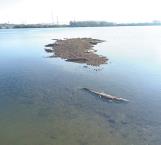 Censan a cocodrilos en Laguna del Carpintero