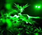 La marihuana medicinal, ¿tiene efectos secundarios?