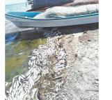 Solicitan ayuda para retirar peces muertos