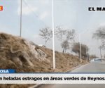Cobran heladas estragos en áreas verdes de Reynosa