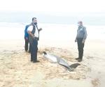 Es necesario indagar mortandad de delfines
