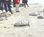 Liberan ecologistas 19 tortugas verdes