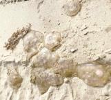 Salen medusas en playa de Miramar