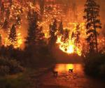 Consejos prácticos para prevenir incendios forestales