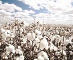 Homicidios en campos de algodón