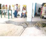 Trasladarían cocodrilos a presa Vicente Guerrero