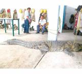 Trasladarían cocodrilos a presa Vicente Guerrero