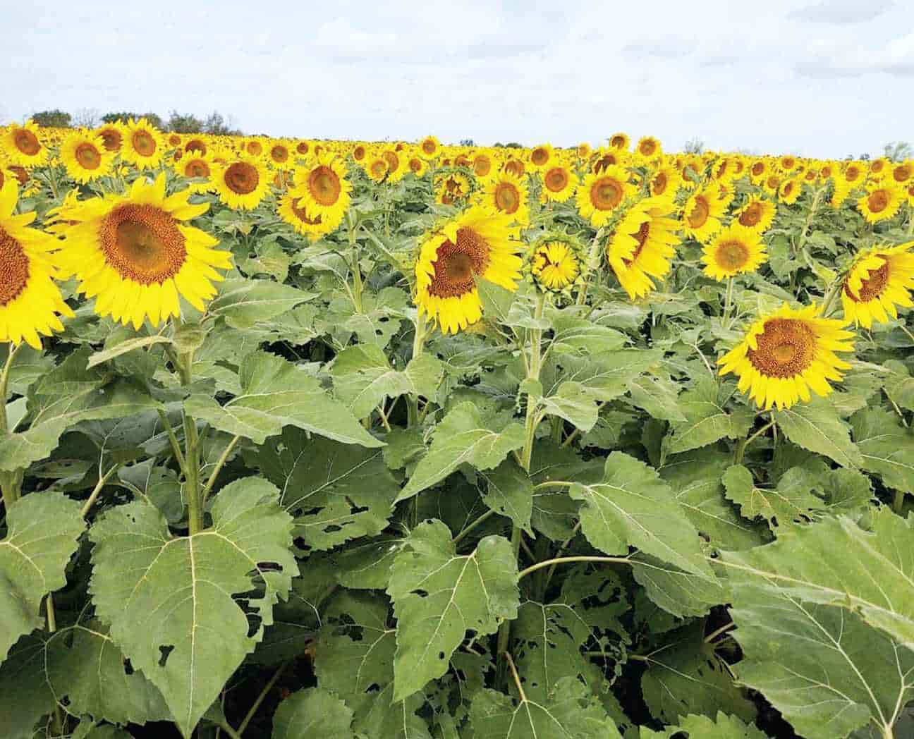 Recomiendan Sembrar Girasol