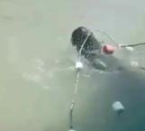 Rescatan del poblado La Pesca una vaquita marina