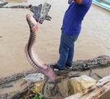 Capturan extraño pez en el río Pánuco; dicen viene del Amazonas