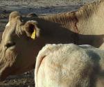 Vacunan a ganado contra rabia bovina
