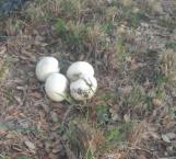 Hallan huevos de avestruz en terrenos de la API Altamira