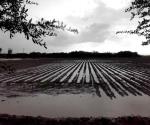 Dejan lluvias excelente humedad en predios agrícolas y ganaderos