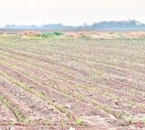 Productores dejarán de sembrar 50 mil hectáreas