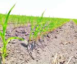 Amenaza la sequía producción de sorgo