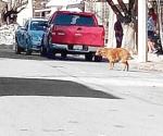 Provocan perros sueltos temor entre los peatones