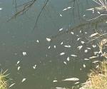 Mueren peces en el canal Anzaldúas