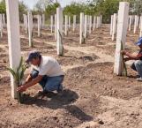 Inician plantación de pencas de pitahaya