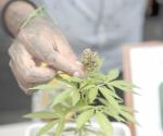 Permite SCJN posesión de más de 5 gr de cannabis